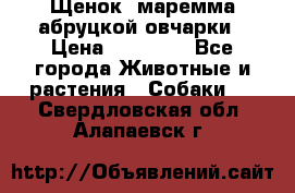 Щенок  маремма абруцкой овчарки › Цена ­ 50 000 - Все города Животные и растения » Собаки   . Свердловская обл.,Алапаевск г.